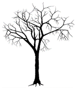 A tree with no leavesDescription automatically generated